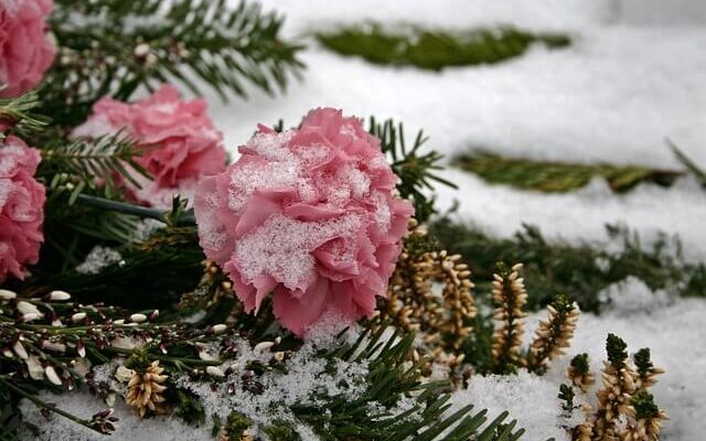 kwiaty na cmentarz zimą